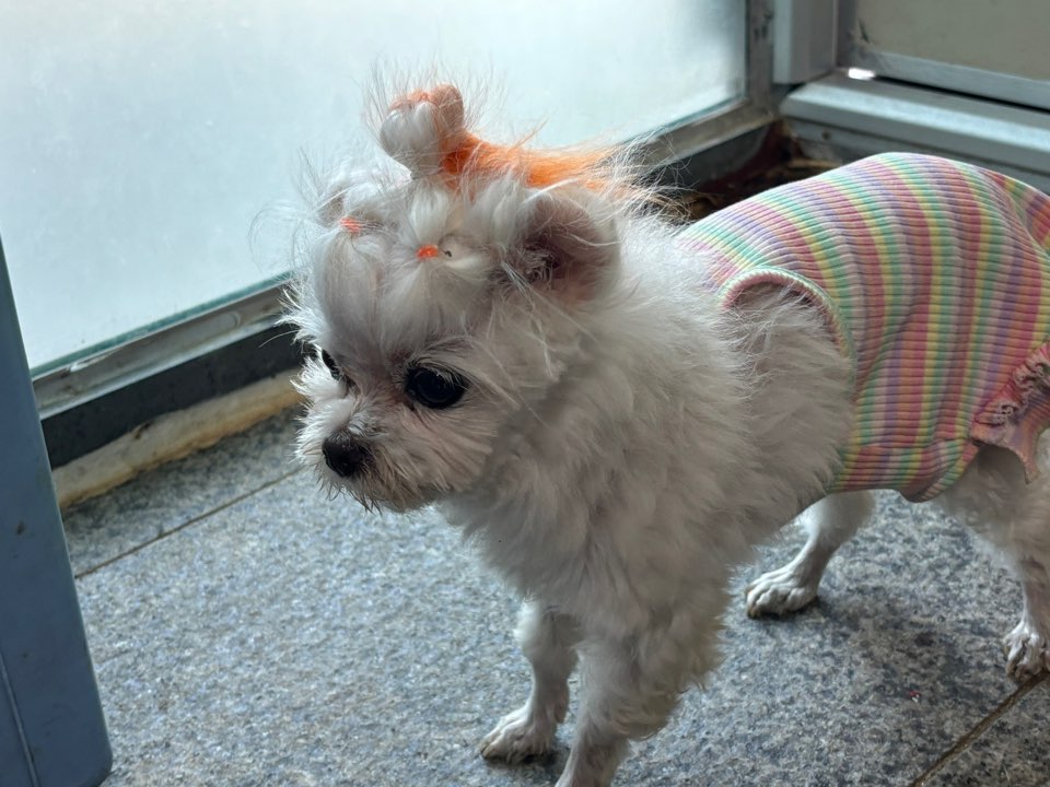 광주 동물보호소_429363202401022